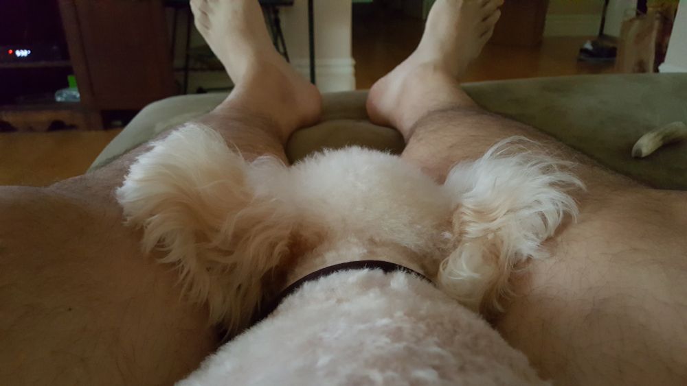Charlie the dog sleeps peacefully between my legs