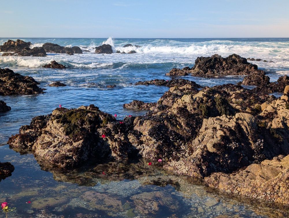 Roses in the water at Asilomar 