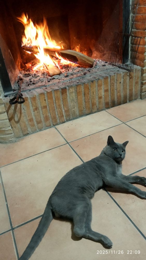 Un gato gris tumbada en el suelo delante de la chimenea.