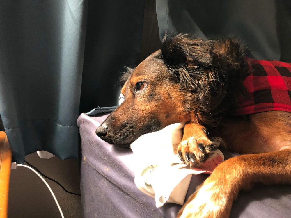 Photo of a brown and black dog lying in bed, looking off to the side. He is experiencing ennui, probably, or contemplating something deep and profound. 