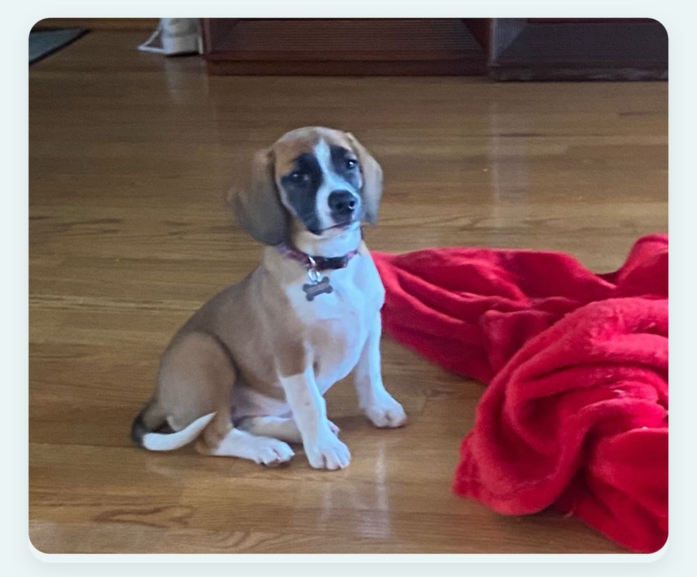 Photo of a puppy looking at the camera, looking resigned and unamused 