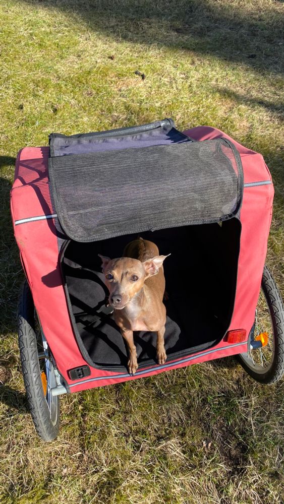 Koira punaisessa pyöräperäkärryssä