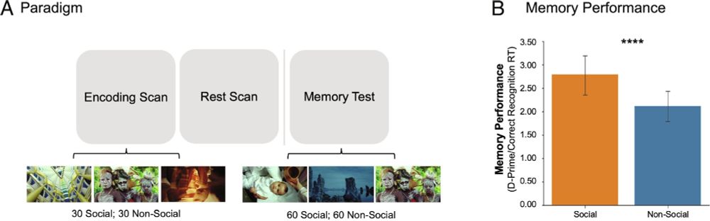 The dorsomedial prefrontal cortex prioritizes social learning during rest | Proceedings of the National Academy of Sciences