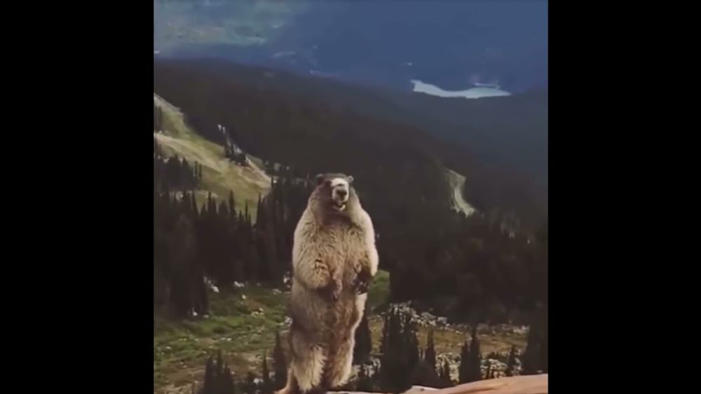 Screaming marmot