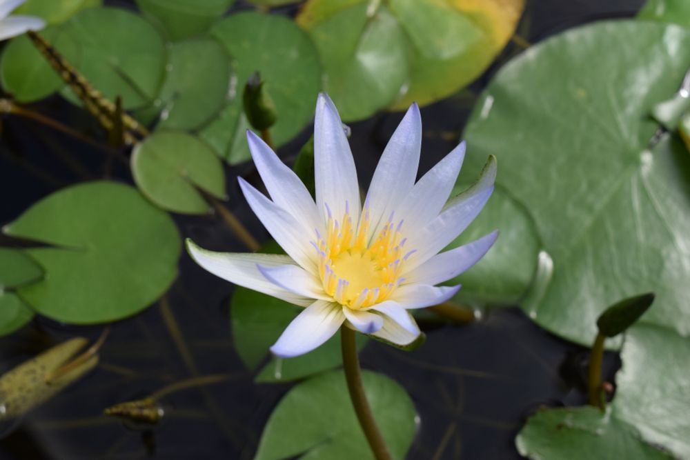 blue water lily fully opened up