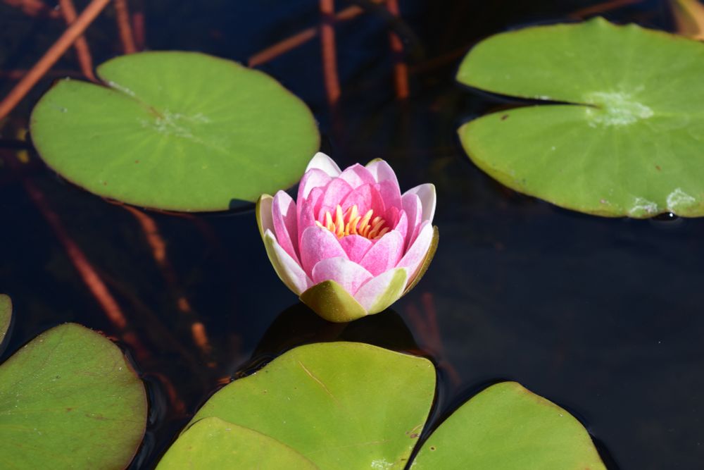 pink water lily slightly opened up