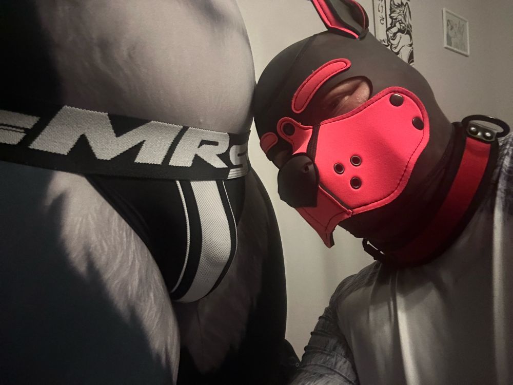 Shadow raccoon in a pup hood enjoying a good bulge