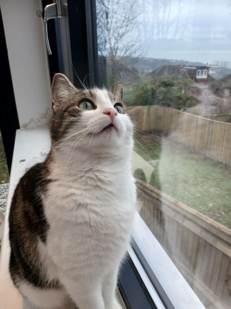 A cat with a white chest and tabby back sits up in a window looking longingly out and up