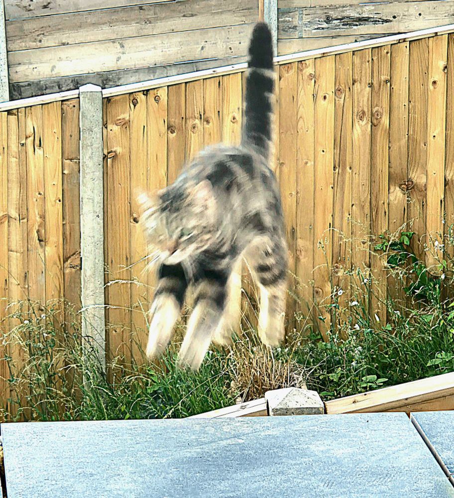 A cat caught mid leap from a fence onto some grey tiles. His tail is starlight up and hes at the point im the leap where a four legs are pointing down. He's a bit blurred. 