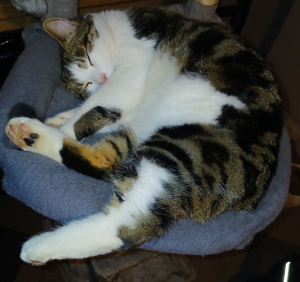 A sleeping cat with tabby back and white belly and face