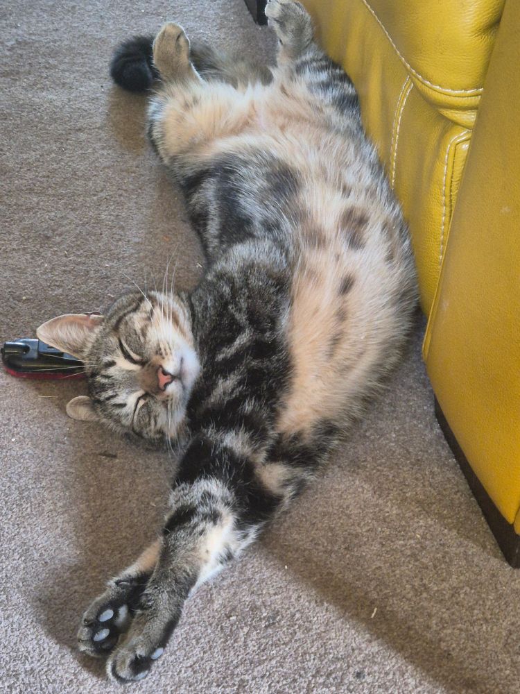 Tabby cat in a weird position. His back legs are in the air, belly exposed, front legs bending to the left sorting of twisting his body around. 