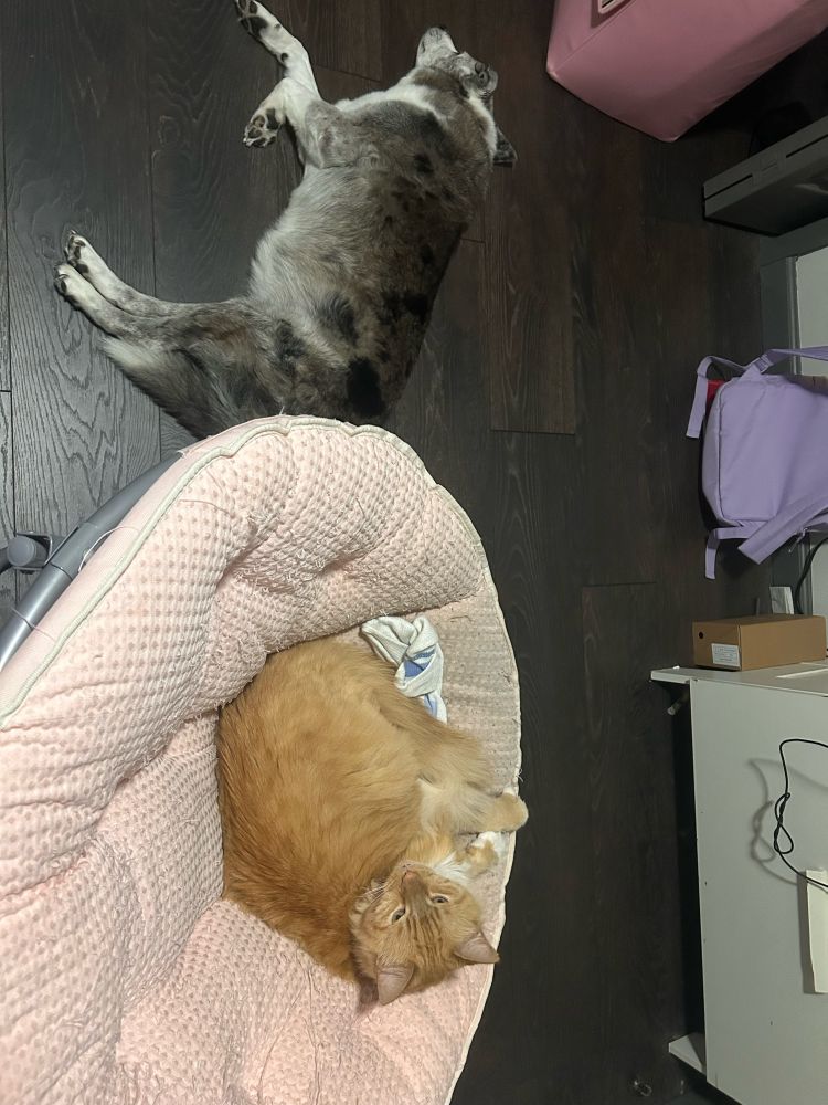 Gray dog & orange cat sleeping