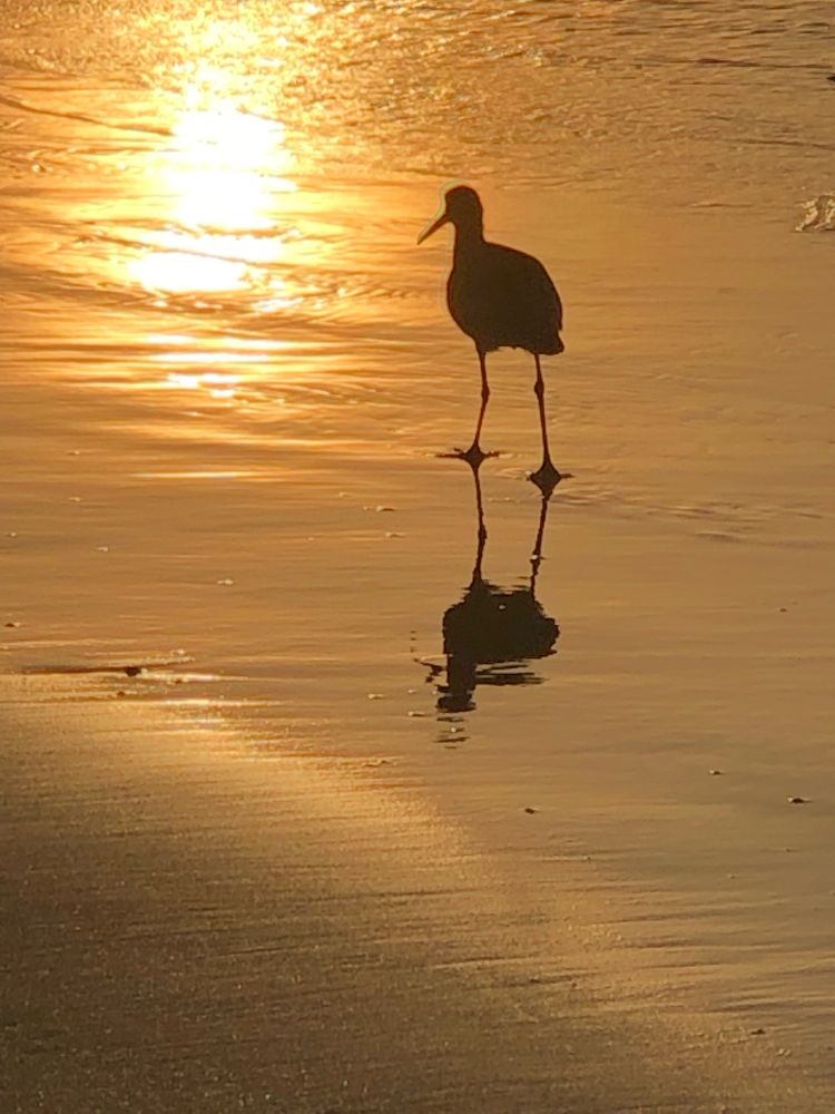 Bird walking along shore at sunrise. 