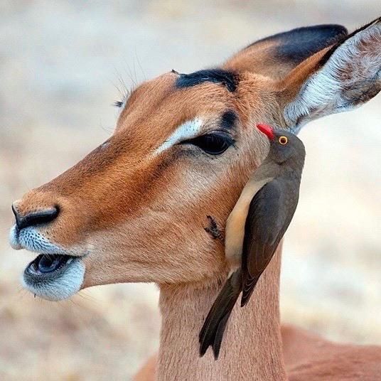 A gazelle has picked up a bird phone to let everyone know Dick Cheney is dead. No word on whether or not gazelle believe in the afterlife, so it's possible this gazelle does not believe Dick Cheney, noted war criminal, is gargling Satan's balls in hell, which just happens to be what my phone autocorrect suggests after I input the phrase NOTED WAR CRIMINAL.