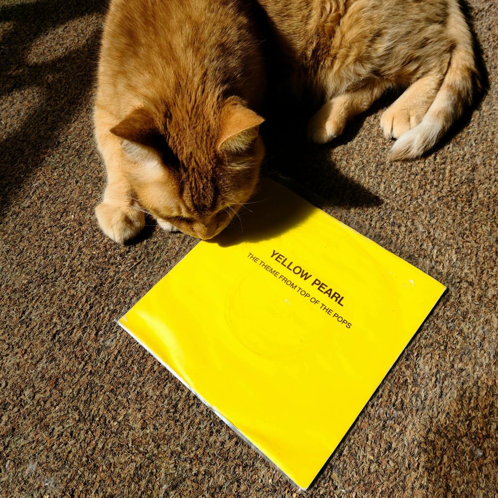 A yellow cat inspects a 7" single of "Yellow Pearl," the theme to Top of the Pops, by Phil Lynott.