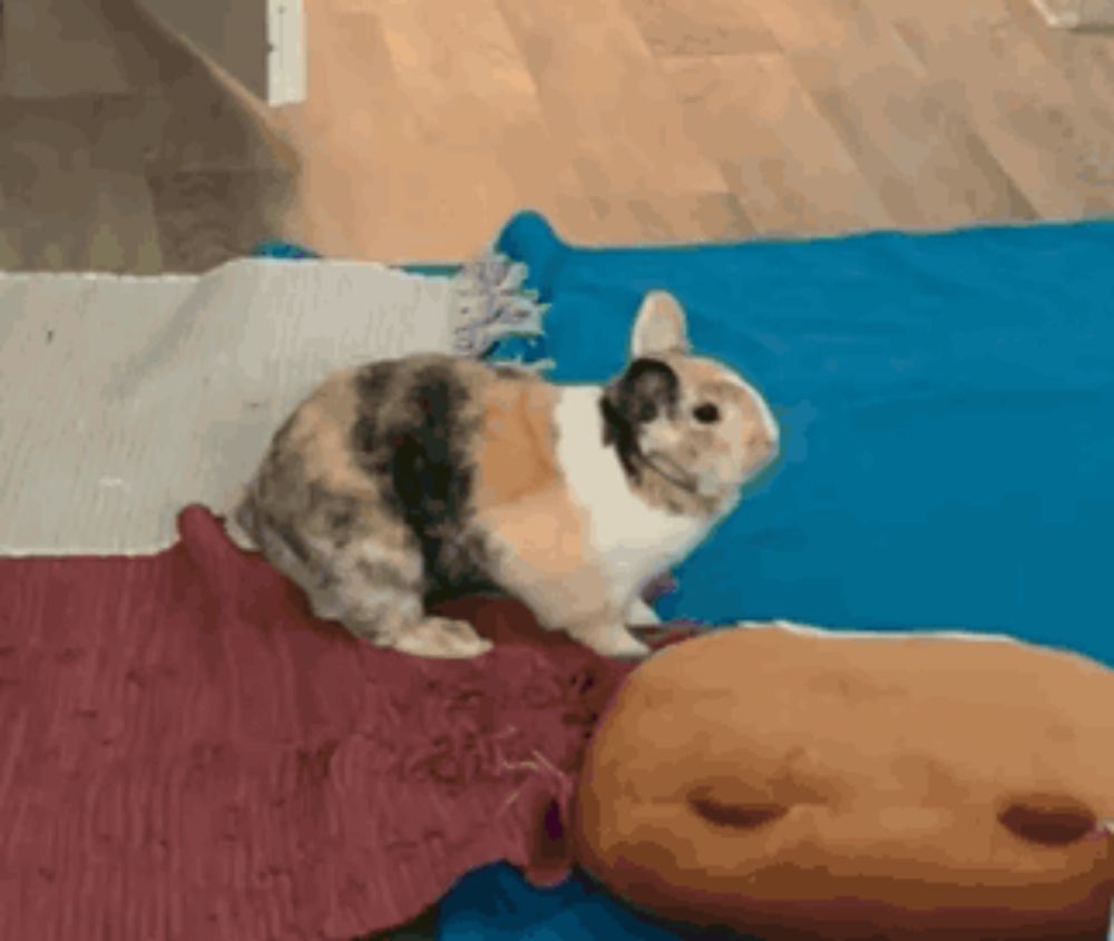 a calico rabbit is sitting on a blanket next to a potato