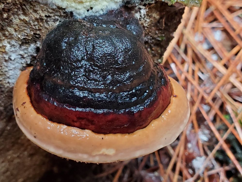 View from top of a dark brown, red and cream polypore.