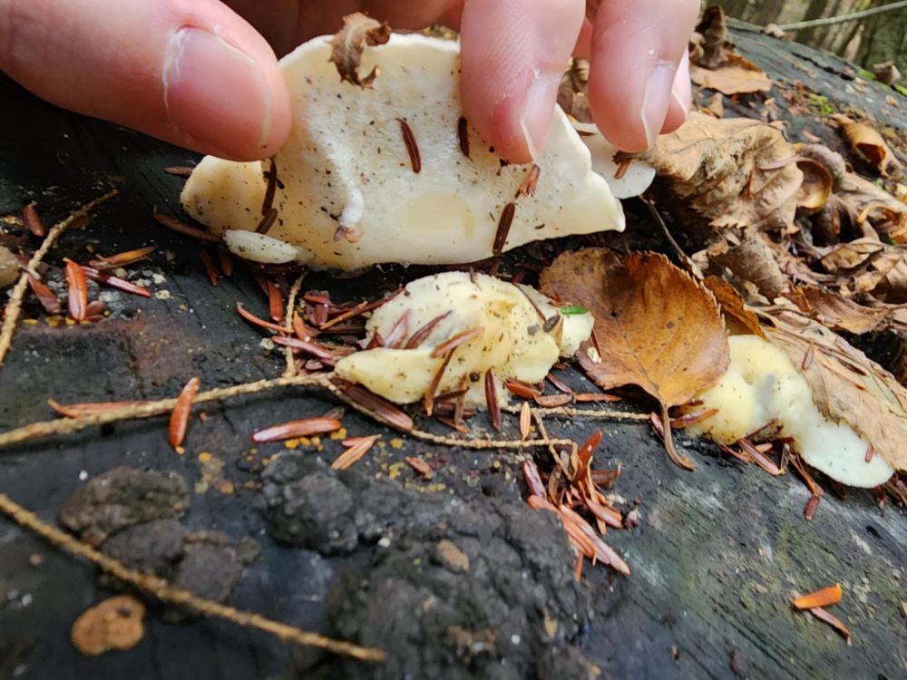 Pore view of unidentified white polypore on stump.