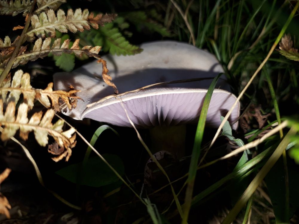 More mature light purple mushroom.