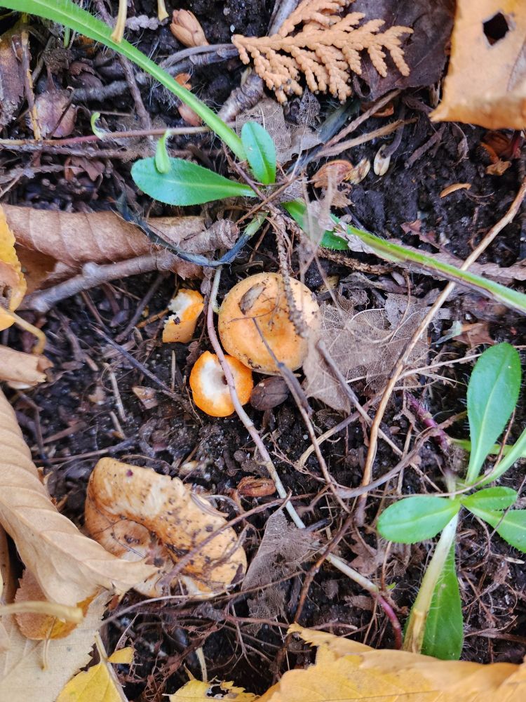 Two stems and a small orange coloured Lactarius mushroom  on forest floor.
