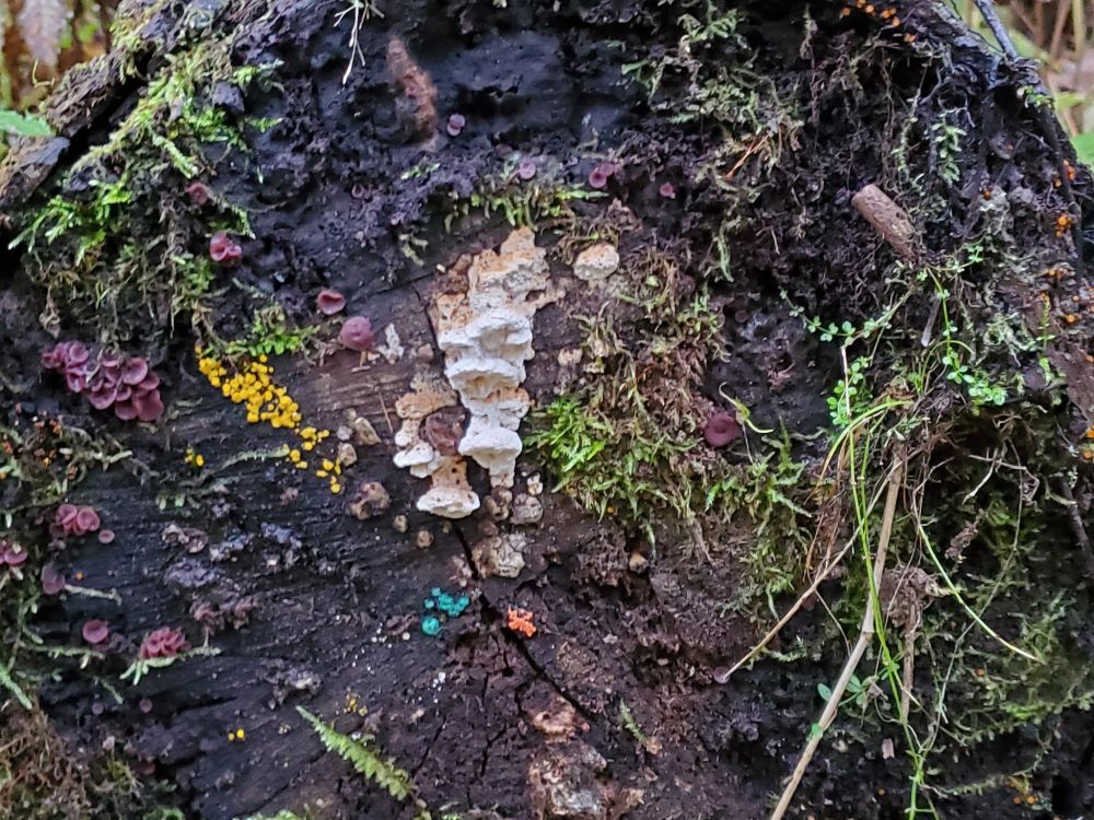 A log with mosses, multiple slime molds and fungi. 