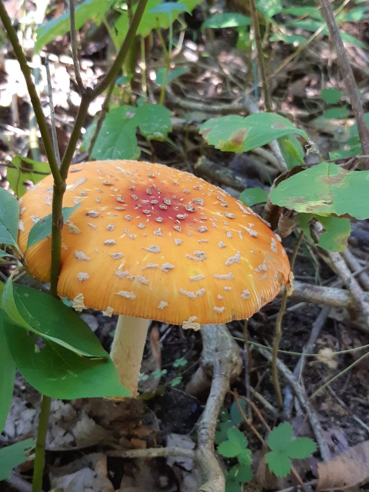 A yellow Amanita with red in its middle.