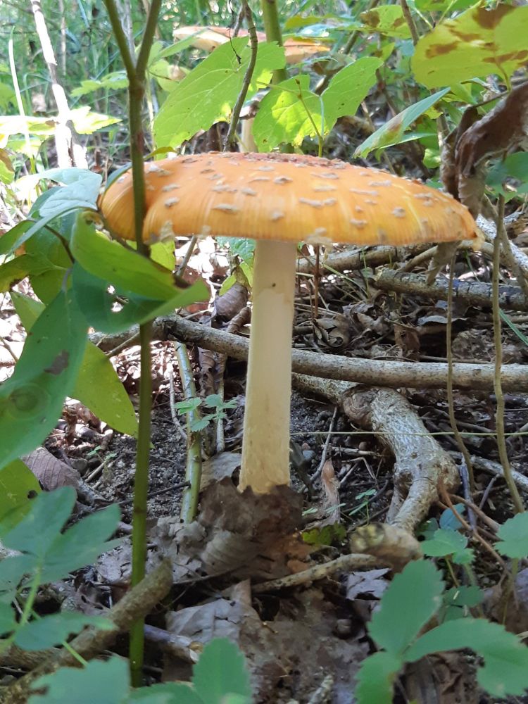 Side view of yellow capped Amanita.