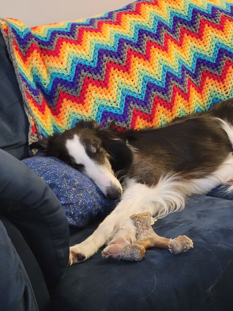 Picture of a silken windhound dog, napping on a navy blue couch, using a pillow like he's real people, with a handmade rainbow blanket behind him.