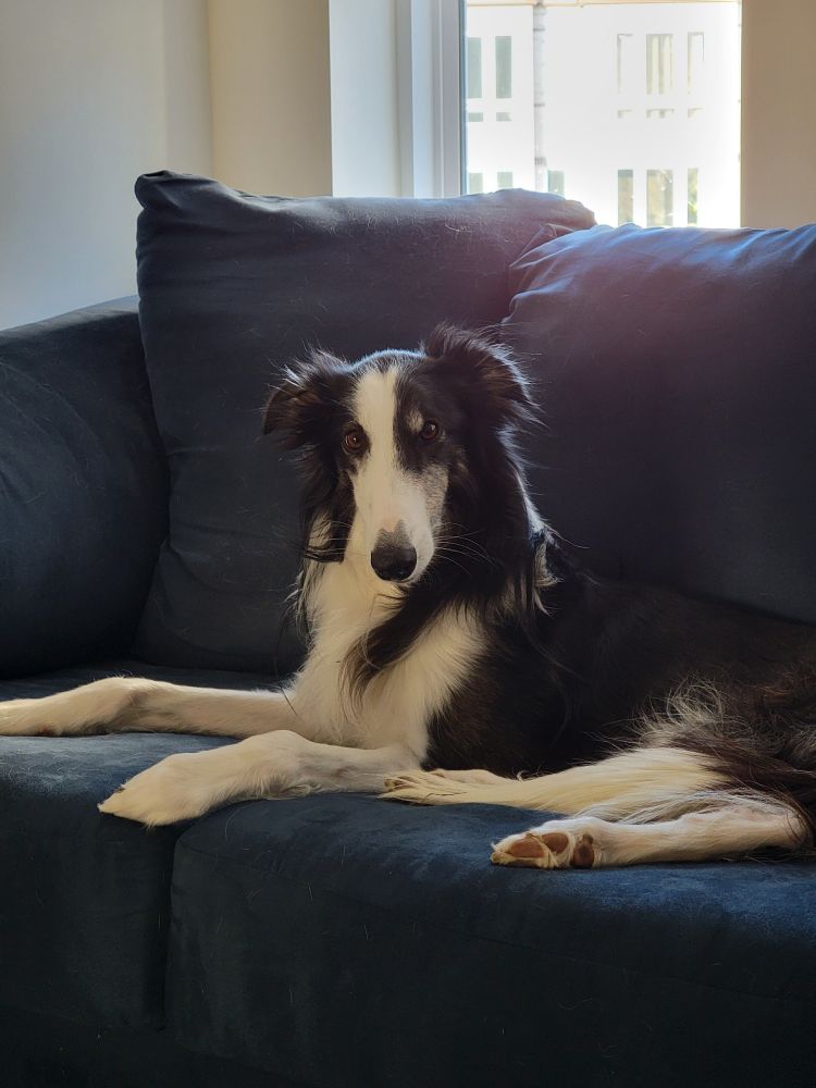 Picture of a two year old silkenwindhound laying on the couch looking at the person taking the photo