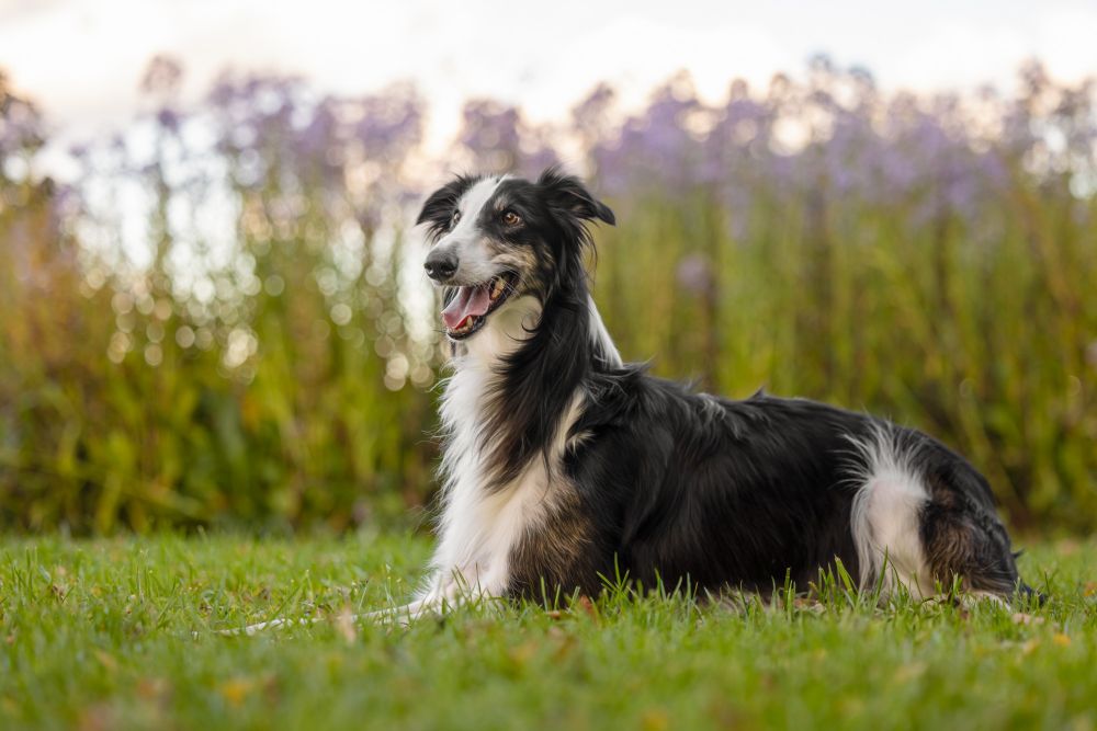 Picture of a silken windhound lying down in front of some flowers.