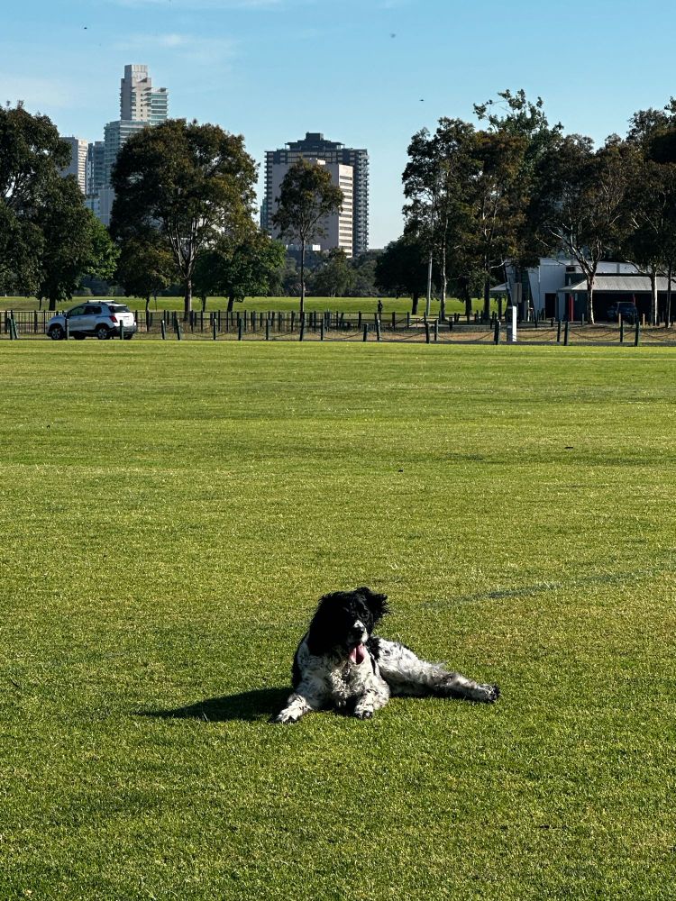 English Springer Spaniel laying down in the park
