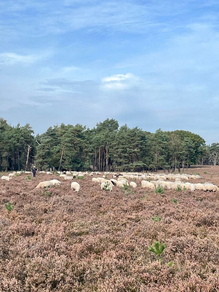 Schaapskudde op de heide