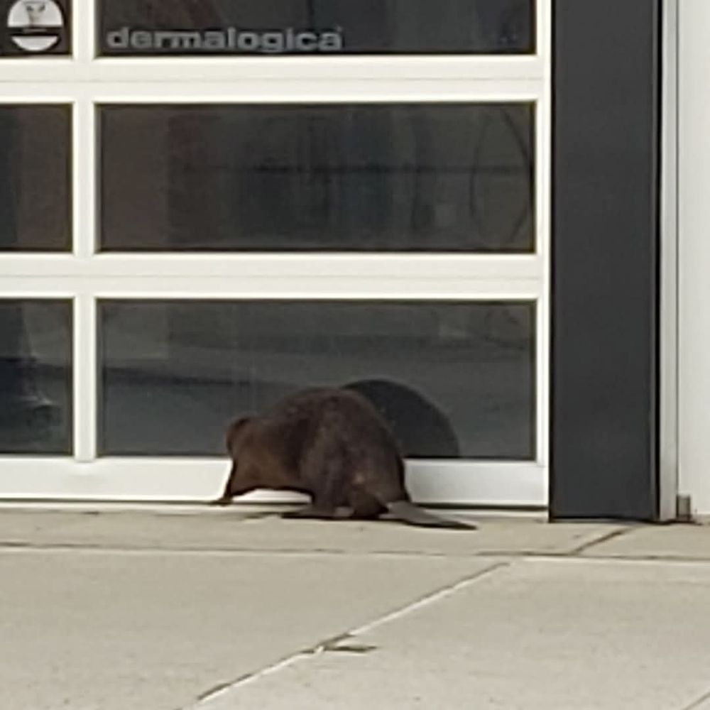 A beaver looking in a store window.
