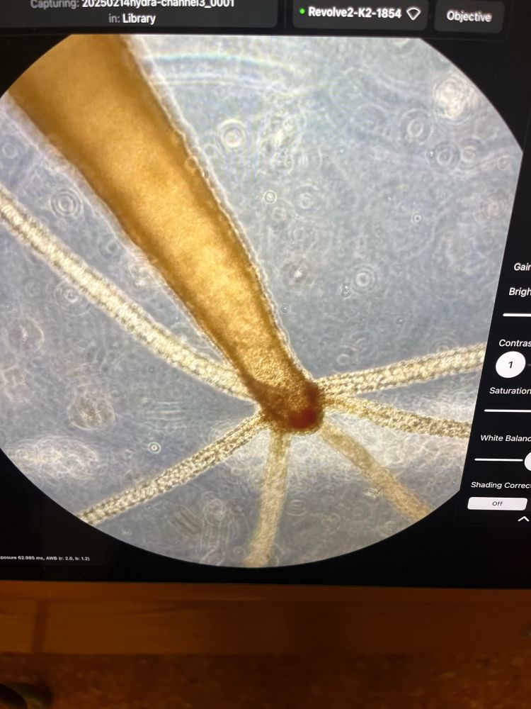 Hydra inside a chamber 