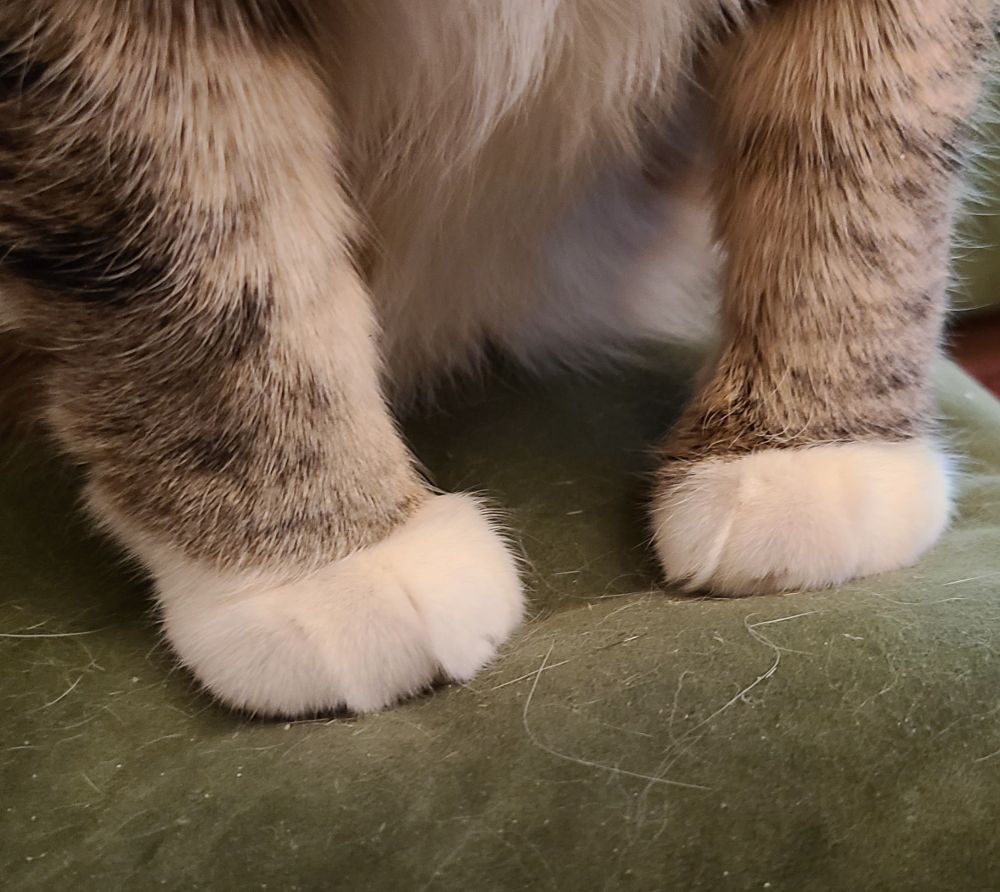 my cat's white paws that look like little marshmallows or mochi or meatbuns