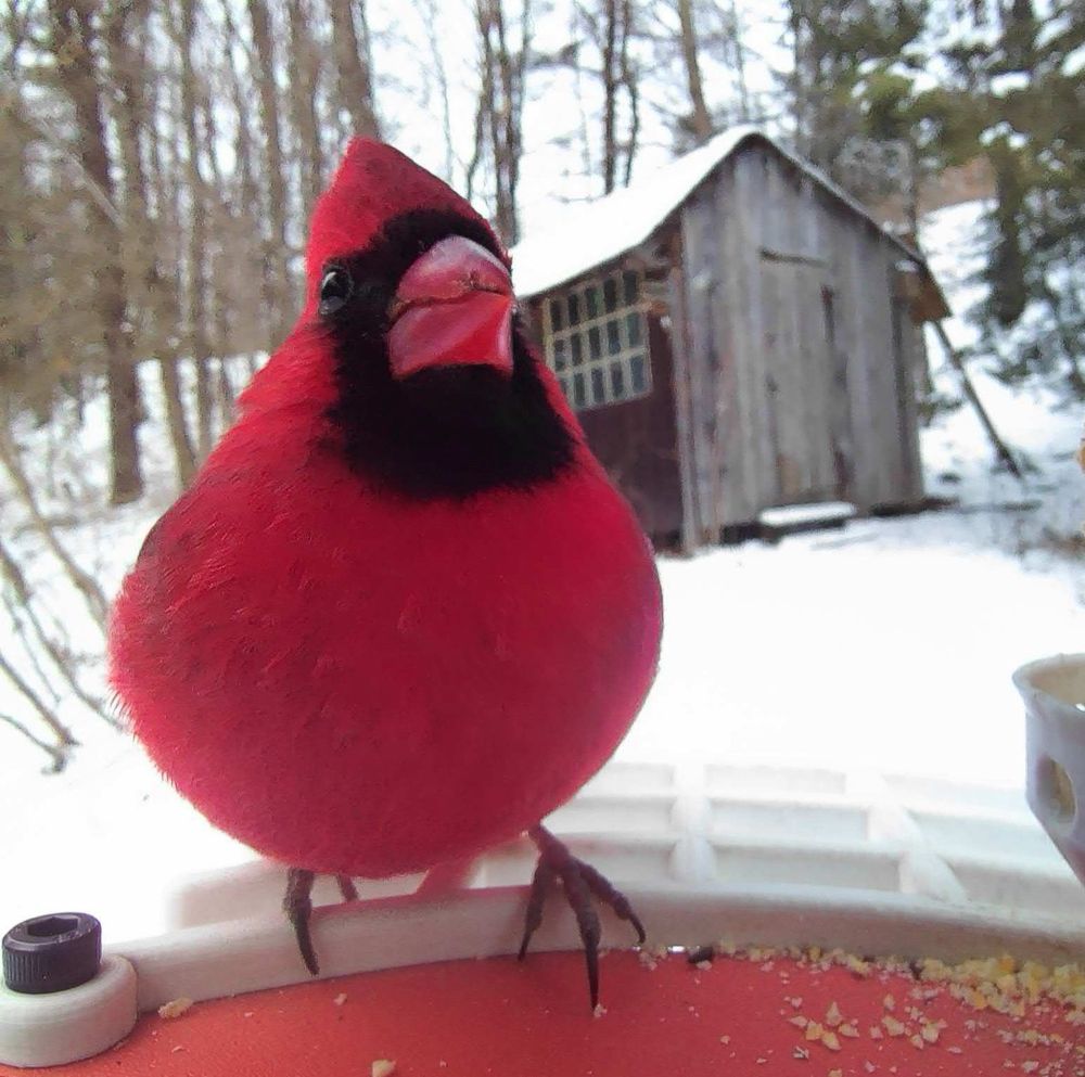 A bright red male cardinal perched at a feeder in a snowy Vermont yard 