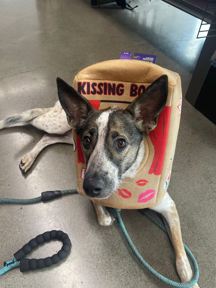 A dog with very big ears showing off her Halloween costume. 