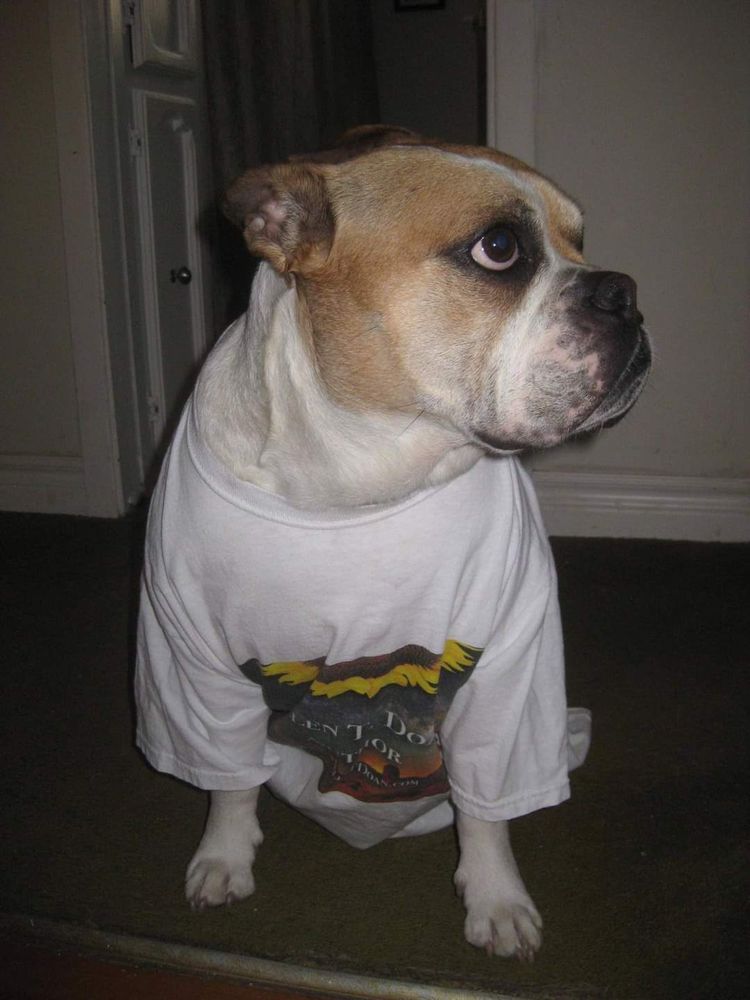 An Old English bulldog wearing a t-shirt advertising the Passage of Time book.