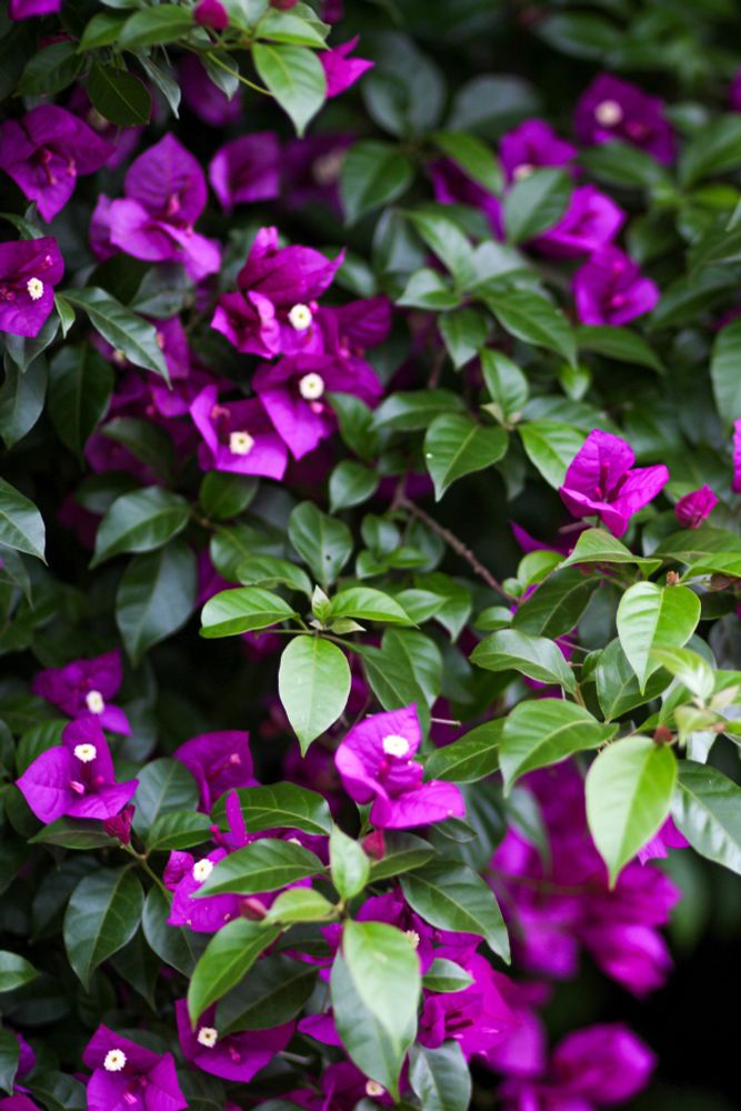 Imagem mostrando um arbusto com folhas verdes e flores roxas. 