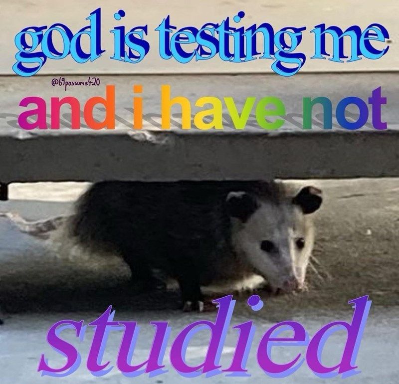 Text that says god is testing me and I have not studied with a picture of an opossum under a stone bench