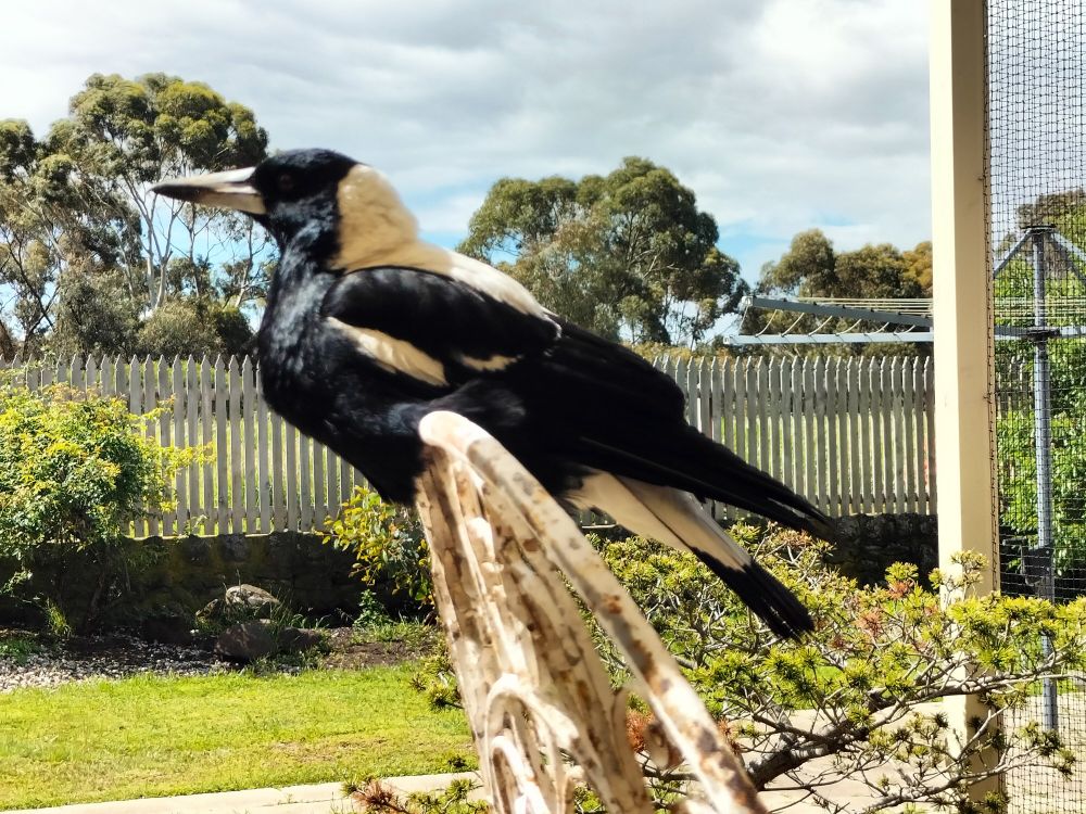 Male Australian Magpie resting on a seat back.