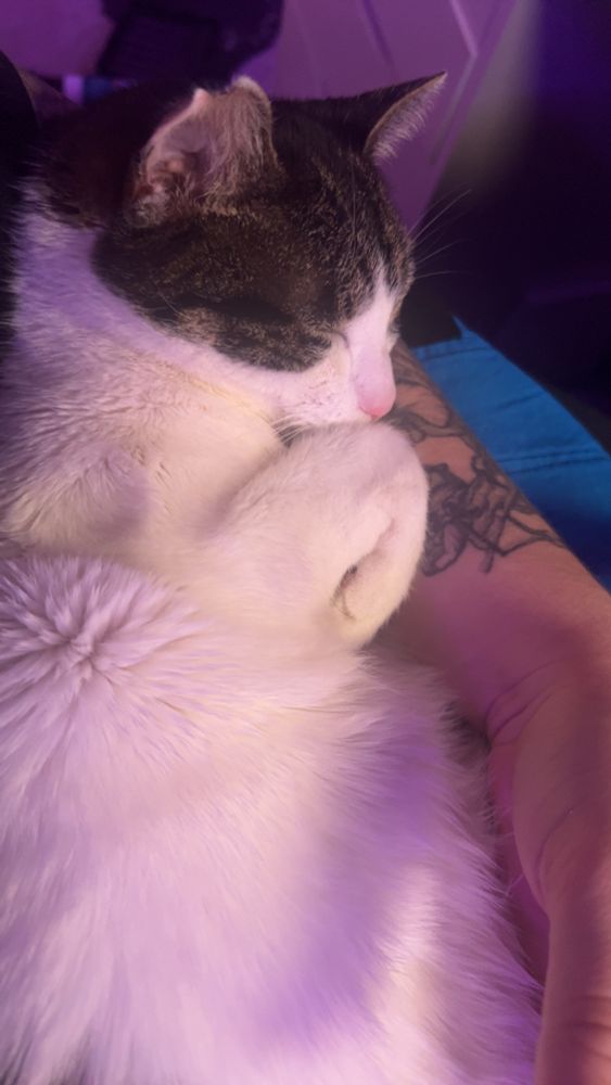 Cat sleeping on the lap and arm of a person 