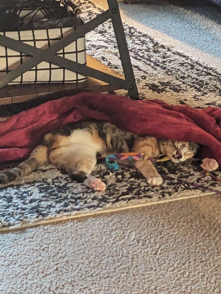 My little tripod cat Maeve napping with her ribbon toy half under her heated blanket in the middle of the living room. She's barely even a year old, so baby.