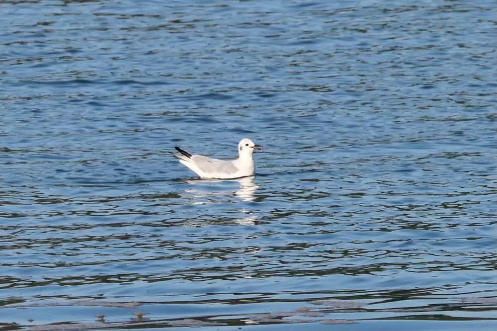 Bonaparte's Gull sitting on water