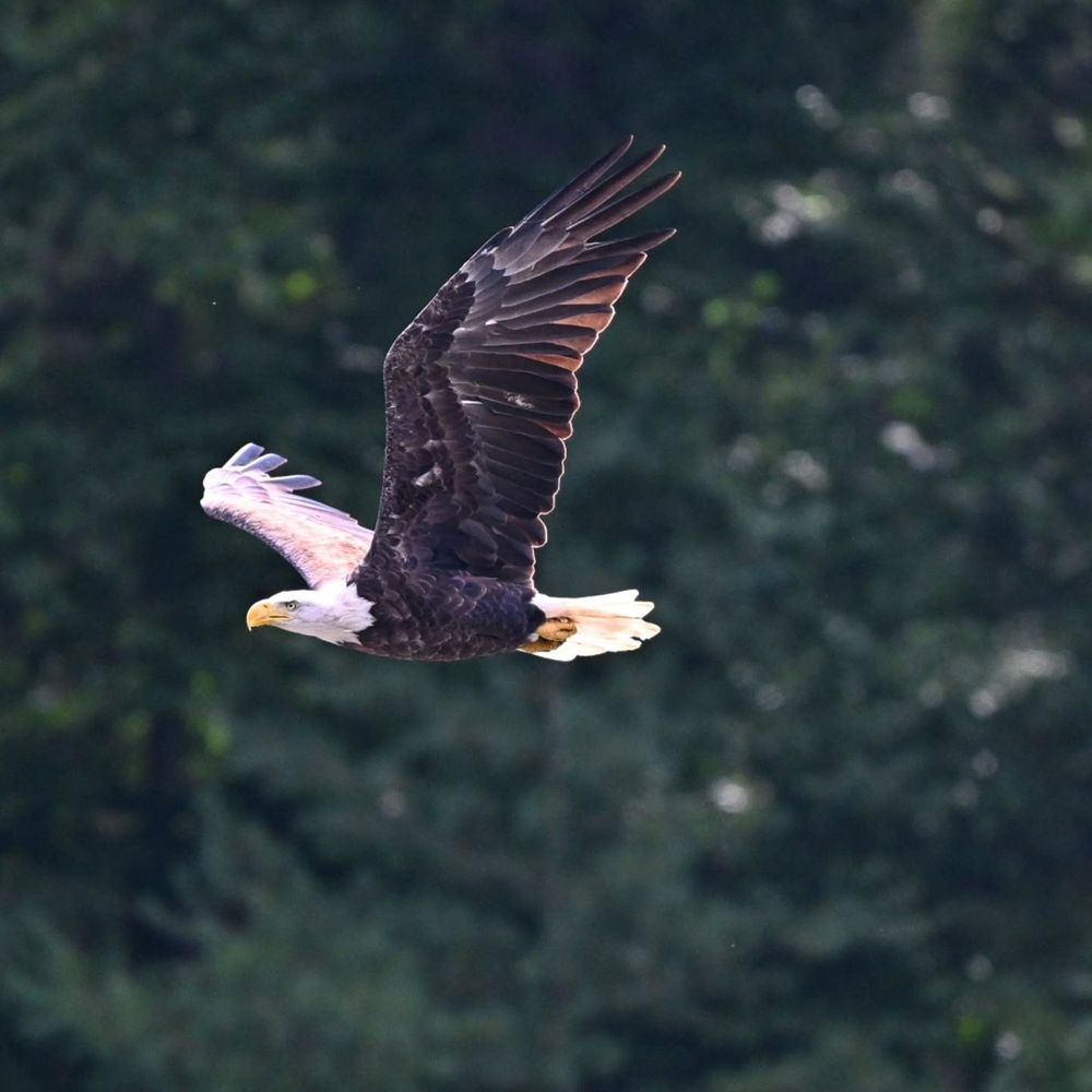 Bald Eagle