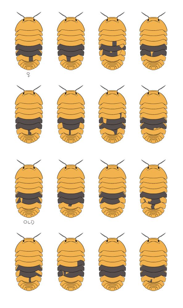 16 scientific diagram type drawings of Cubaris sp. "amber ducky" isopods, 4 per row. The lines and base yellow colour are identical, but each one has a different black "saddle" pattern. The first isopod in the topmost row is labelled female, and the first isopod in the third row is labelled old.