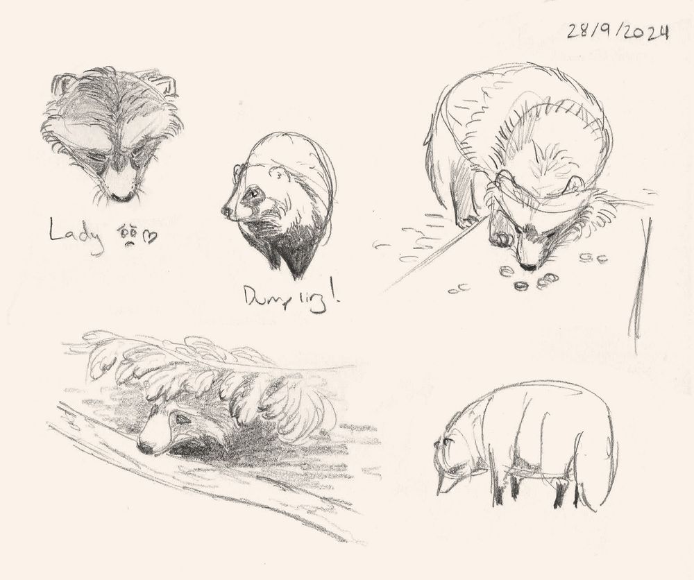 Pencil sketches of raccoon dogs. 

Top left: Old individual with short whiskers and scruffy fur looking down, captioned "Lady", with a cute face and heart.

Top middle: Simplified, round, younger individual facing the camera, captioned "Dumpling!"

Top right: Lady sniffing at some food on a tray, with her scruffiness emphasised

Bottom left: Lady's head poking out from beneath a pine branch. 

Bottom right: Another simplified Dumpling, fullbody, facing left