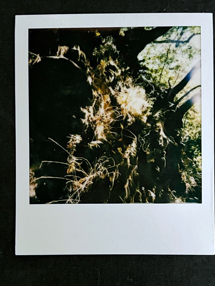 polaroid of a flower in the sun