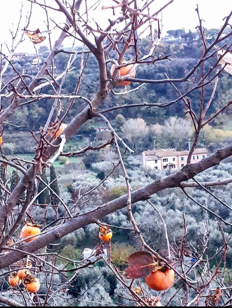 Persimmon tree, olive groves; Tuscany, Italy. Autumn 