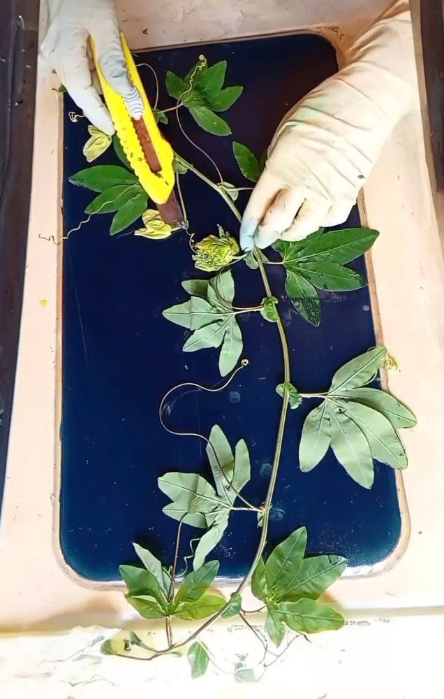 Print making process with botanicals